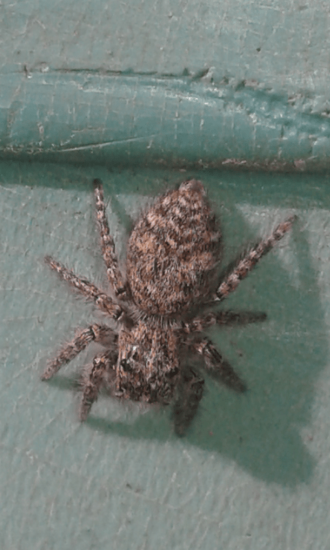 Salticidae : Philaeus chrysops? S�, giovane  prov. PD